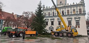 Już jest! Chełmińska wielka choinka zamontowana