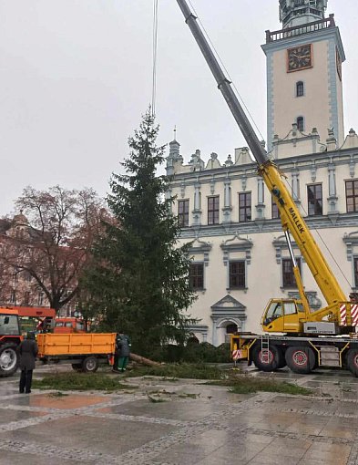 Już jest! Chełmińska wielka choinka zamontowana na Rynku-88378