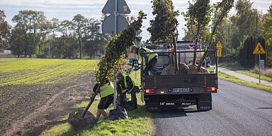 Zielona aleja powstanie wzdłuż kolejnej drogi-92384