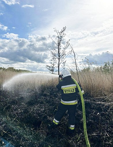 Pożar nieużytków w okolicach Chełmna -92434
