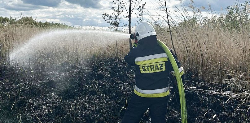Pożar nieużytków w okolicach Chełmna  - 92434