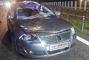 Zderzenie samochodu z łosiem na A1 – jedna osoba ranna-92716