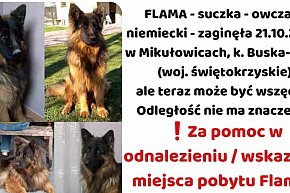 FLAMA – Szukamy Cię nieustannie od ponad 3 lat-10587