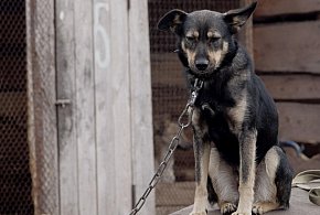 Posłowie szykują nowy zakaz. Dotknie wielu właścicieli psów-95773