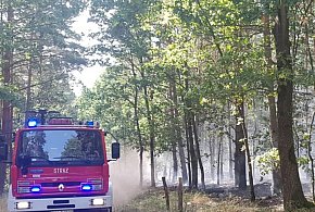 Tragiczne odkrycie w lesie pod Chełmnem...-96962