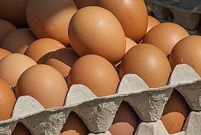 Salmonella wykryta w jajach! GIS wydał pilne ostrzeżenie-98613