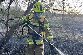 Pożar trawy i zdekompletowanego wraku samochodu w Chełmnie