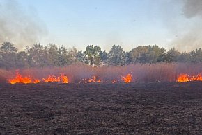 Pożar trzcinowisk w Podwiesku. Strażacy walczyli z ogniem na bagnistym terenie