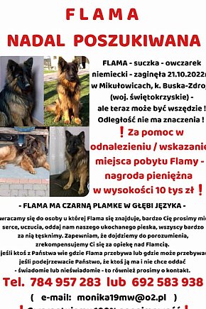 FLAMA – Szukamy Cię nieustannie od ponad 3 lat-10587
