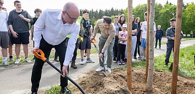 Zielone aleje wracają