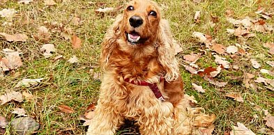 Najgroźniejsze choroby suczek: jak wygląda diagnostyka, leczenie i realne koszty?