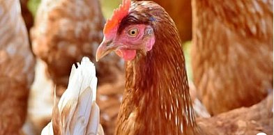 Grypa ptaków (HPAI) - Trzebcz Szlachecki objęty strefą zakażenia