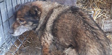 Znaleziony pies – pomóżmy mu wrócić do domu!