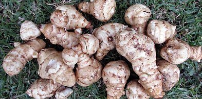 Topinambur - warzywo, które wraca do łask