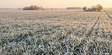 Skutki przezimowania dotknęły uprawy – rusza nabór wniosków!