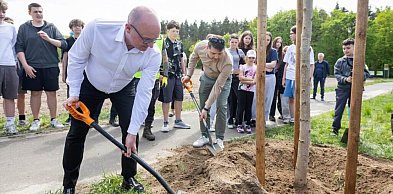 Zielone aleje wracają