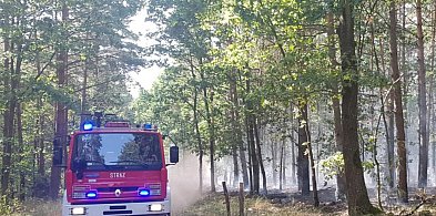 Tragiczne odkrycie w lesie pod Chełmnem...-96962