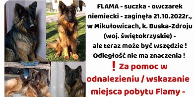 FLAMA – Szukamy Cię nieustannie od ponad 3 lat-98295