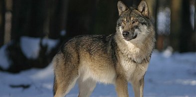 UWAGA MIESZKAŃCY! – możliwa obecność wilków w miejscowości Bajerze