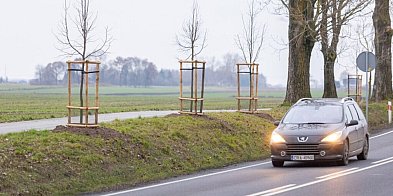 Zielona aleja powstała wzdłuż drogi w powiecie...-98821