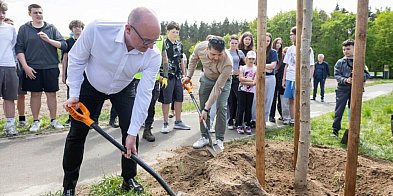 Zielone aleje wracają