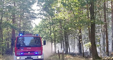 Tragiczne odkrycie w lesie pod Chełmnem...-96962