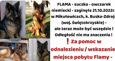 FLAMA – Szukamy Cię nieustannie od ponad 3 lat-98295