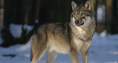 UWAGA MIESZKAŃCY! – możliwa obecność wilków w miejscowości Bajerze