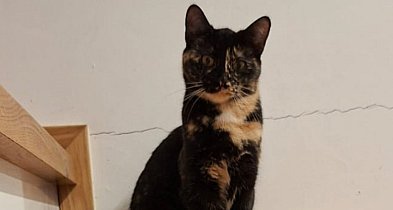 Wiadomość od mieszkanki