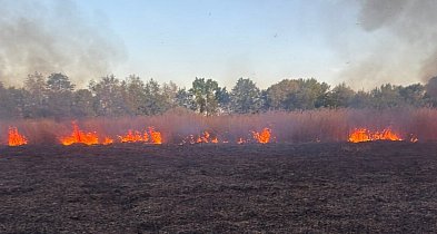 Pożar trzcinowisk w Podwiesku. Strażacy walczyli z ogniem na bagnistym terenie