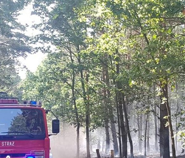 Tragiczne odkrycie w lesie pod Chełmnem...-96962