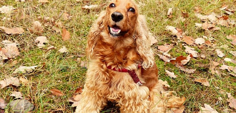 Najgroźniejsze choroby suczek: jak wygląda diagnostyka, leczenie i realne koszty?