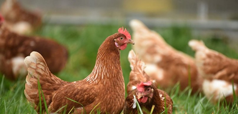 Masz ptaszyńca w kurniku i nie wiesz skąd? Oto najczęstsze błędy hodowców