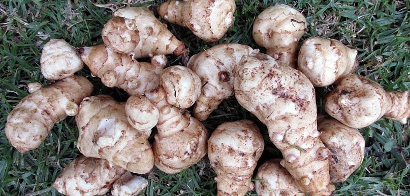 Topinambur - warzywo, które wraca do łask