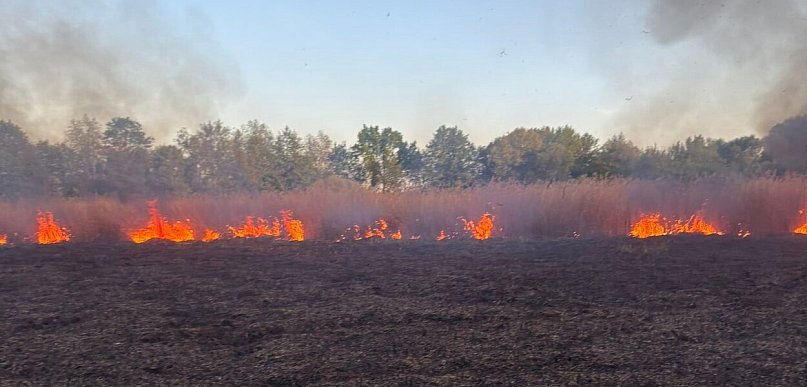 Pożar trzcinowisk w Podwiesku. Strażacy walczyli z ogniem na bagnistym terenie