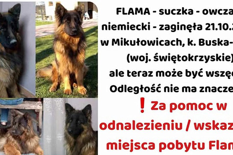 FLAMA – Szukamy Cię nieustannie od ponad 3 lat