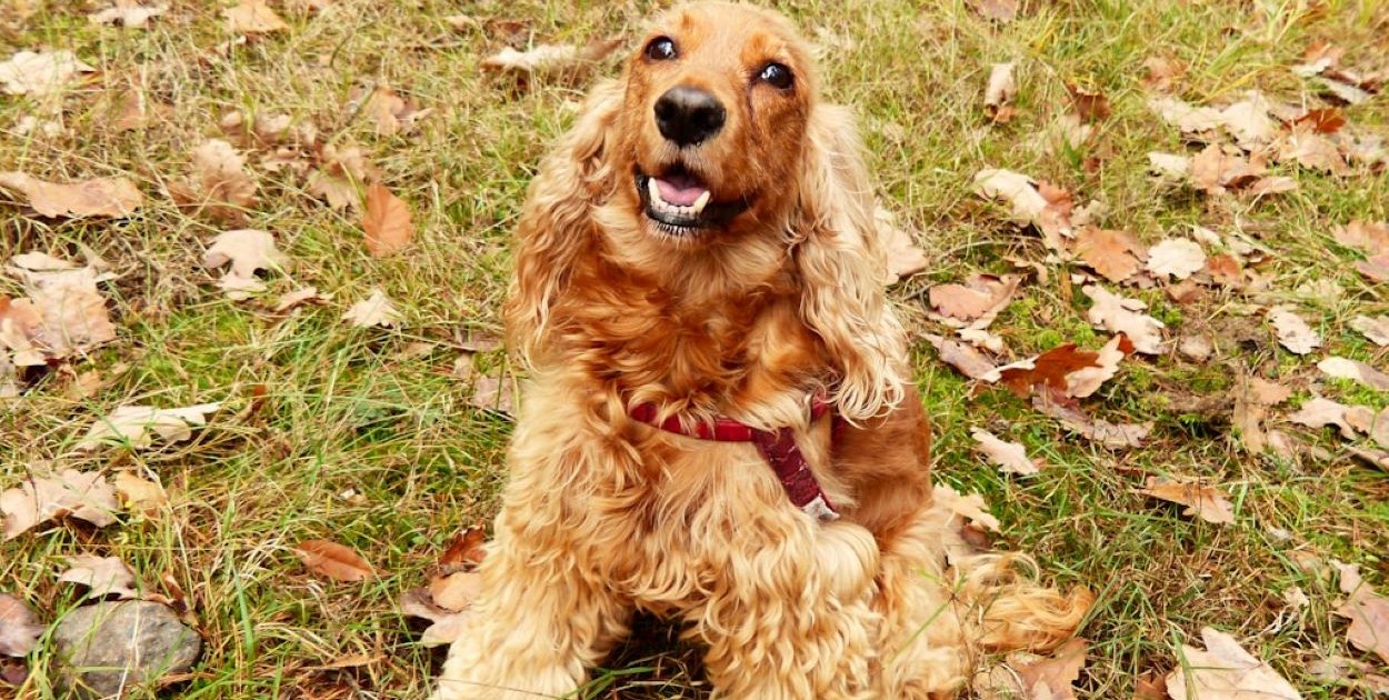 Najgroźniejsze choroby suczek: jak wygląda diagnostyka, leczenie i realne koszty?