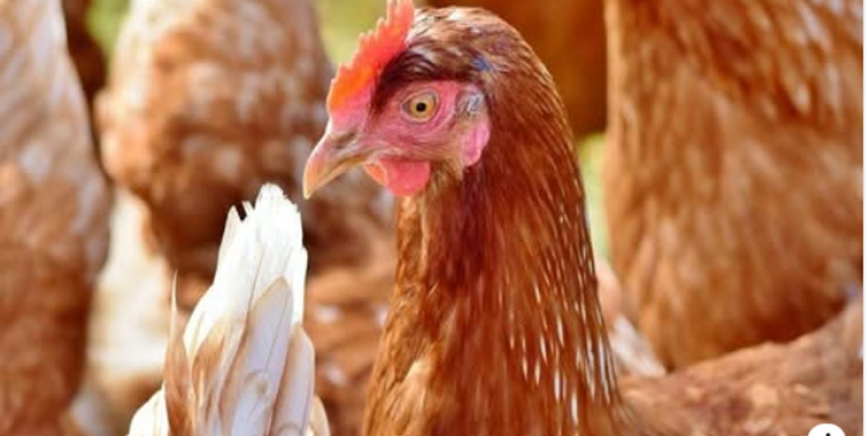 Grypa ptaków (HPAI) - Trzebcz Szlachecki objęty strefą zakażenia