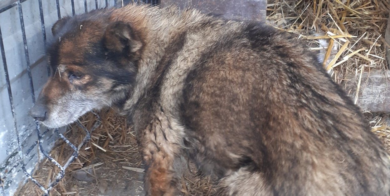 Znaleziony pies – pomóżmy mu wrócić do domu!