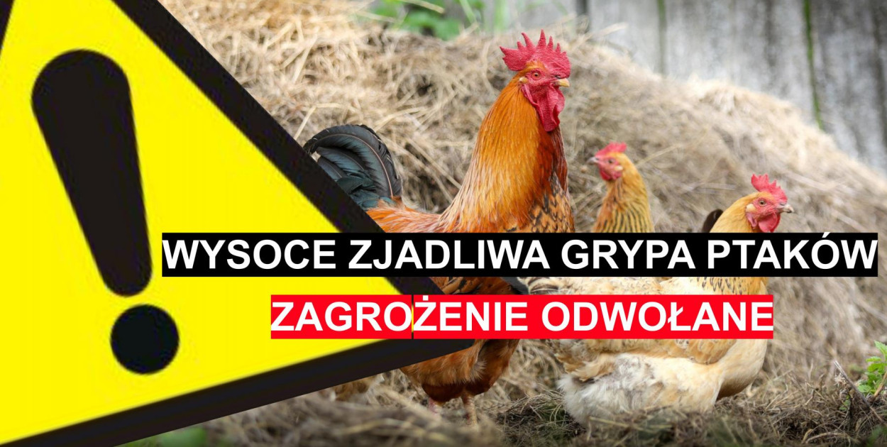UWAGA! Wysoce zjadliwa grypa ptaków ODWOŁANA!