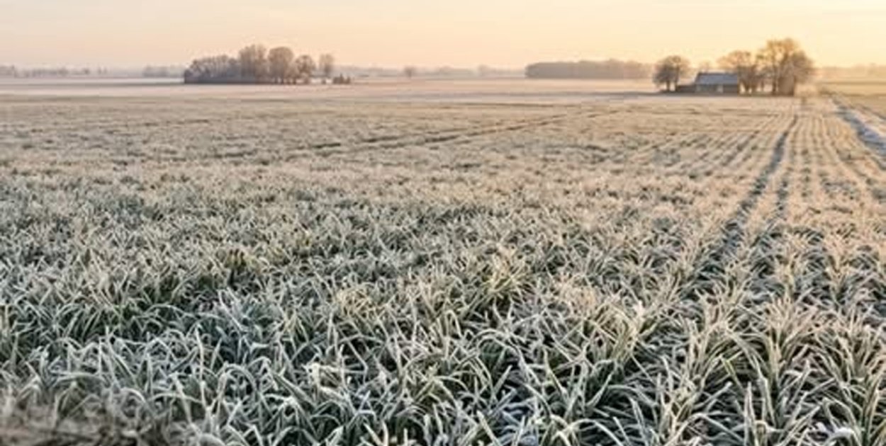 Skutki przezimowania dotknęły uprawy – rusza nabór wniosków!